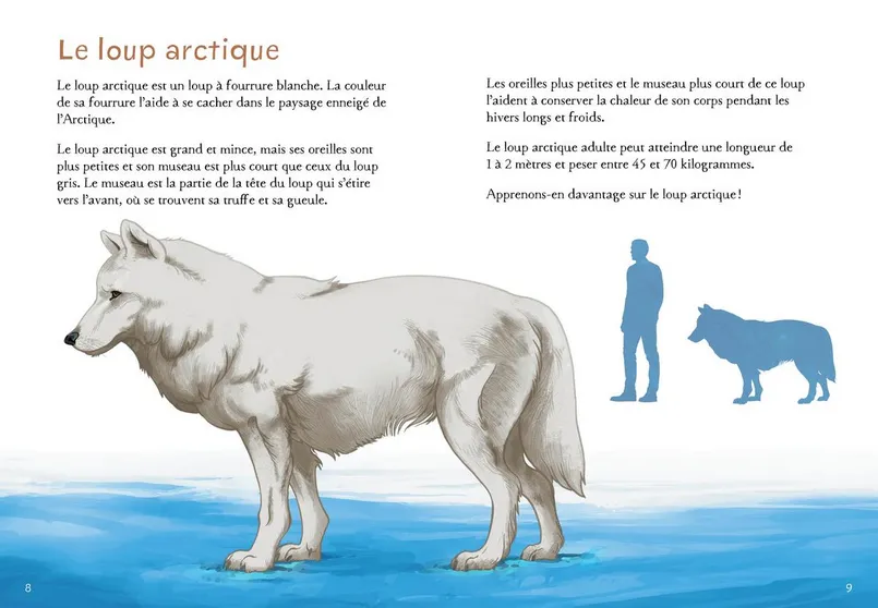 Animaux illustrés: Loup arctique / Arctic Wolf (FR)