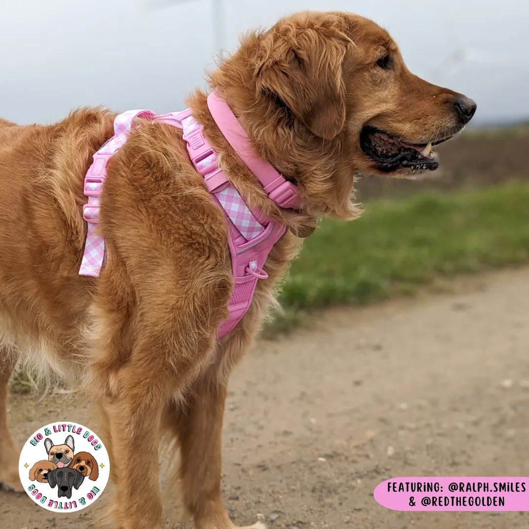 Big & Little Dogs Waterproof Dog Collar - Pink