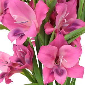 Pink Splash Mini Gladiolus Flowers